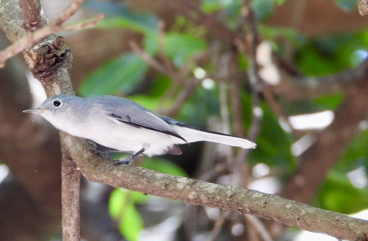Blue-gray Gnatcatcher - ML642841679
