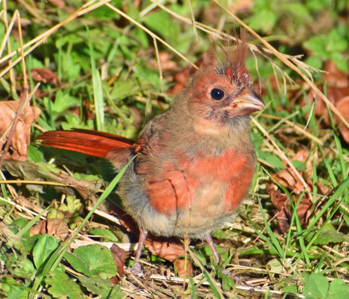 Northern Cardinal - ML642841681