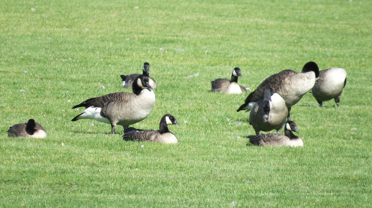 Cackling Goose - ML642841686