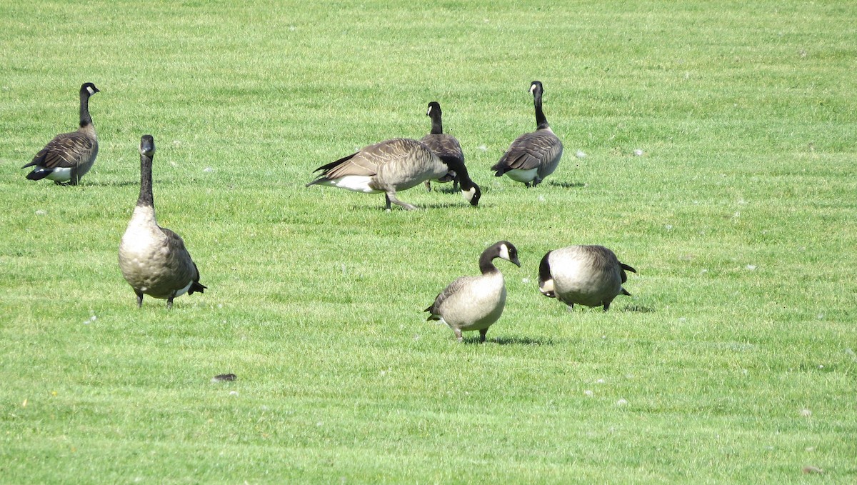Cackling Goose - ML642841687