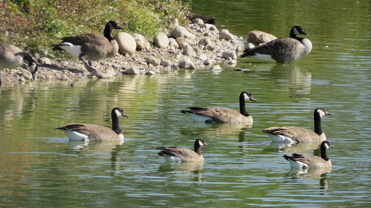 Cackling Goose - ML642841688