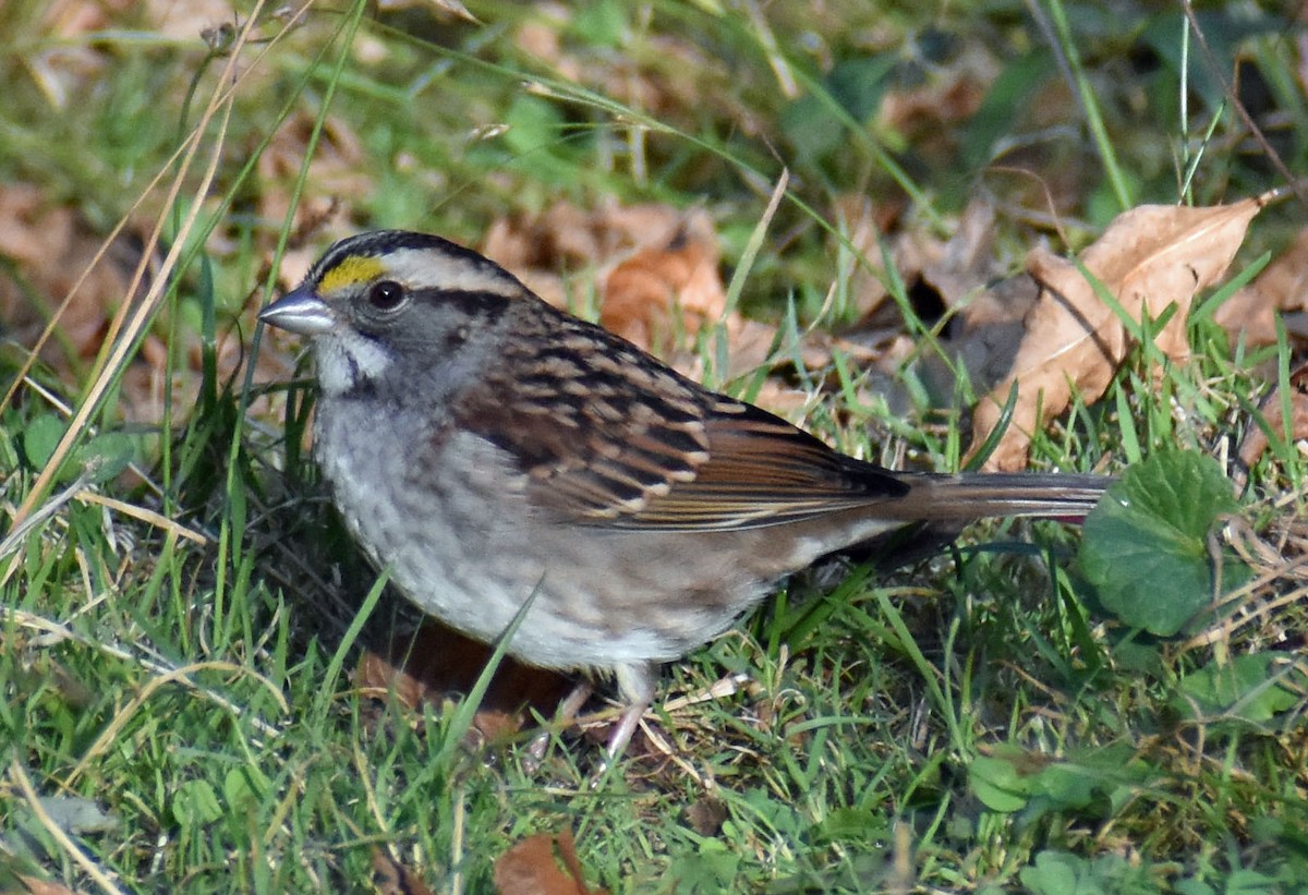 White-throated Sparrow - ML642841690