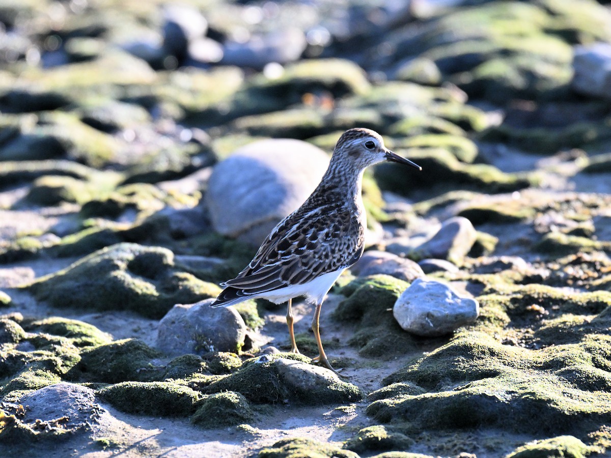 Least Sandpiper - ML642841691