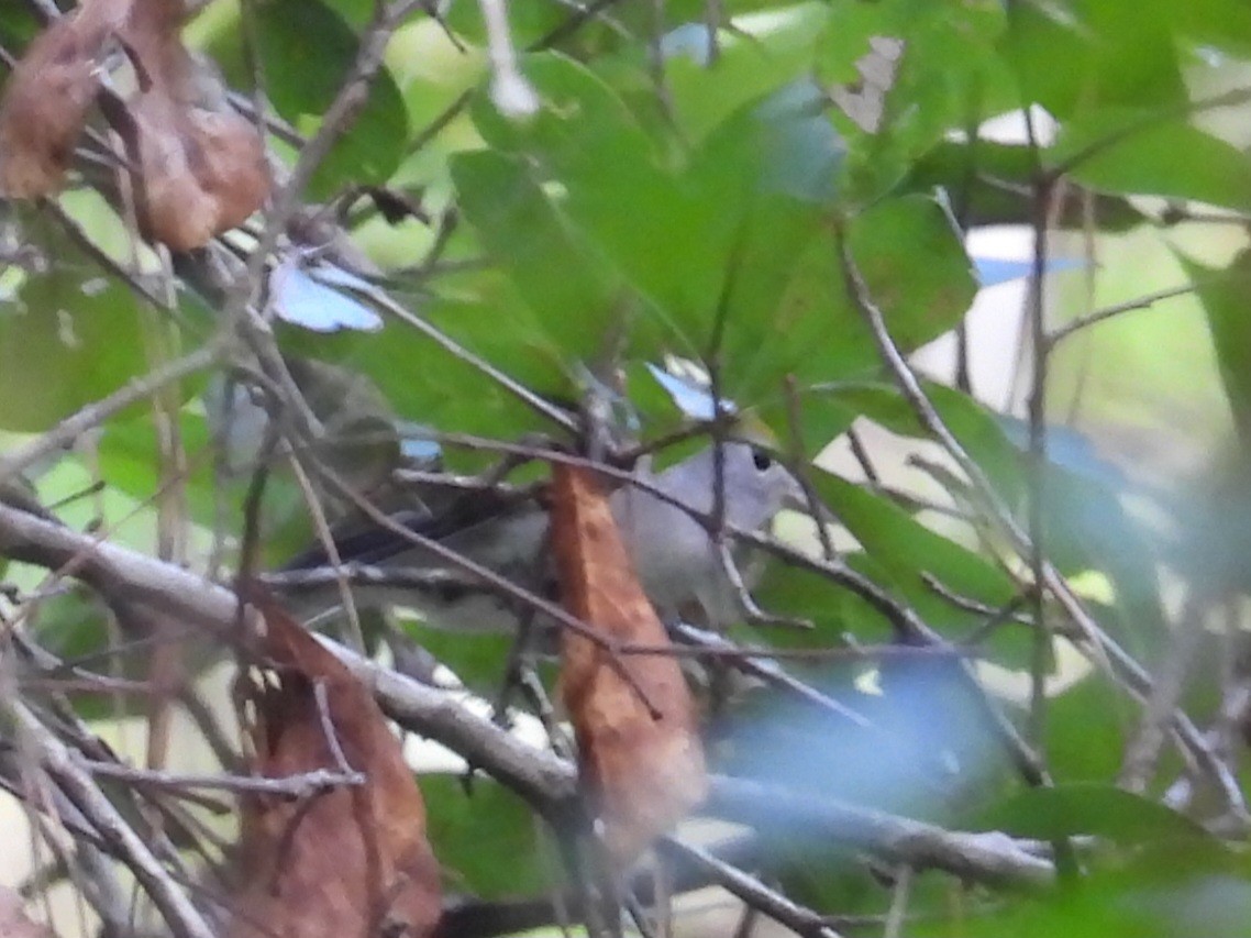 Chestnut-sided Warbler - ML642841704