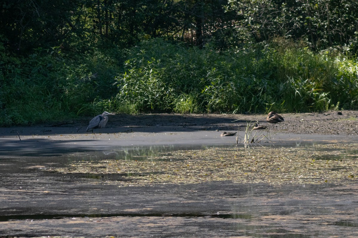 Great Blue Heron - ML642841705
