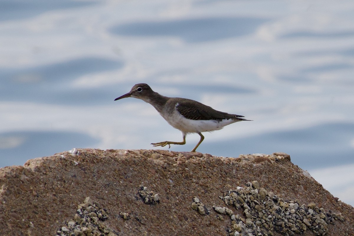 Spotted Sandpiper - ML642841707