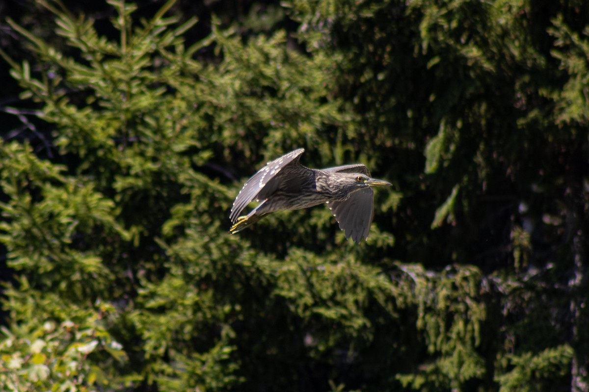Black-crowned Night Heron - ML642841708