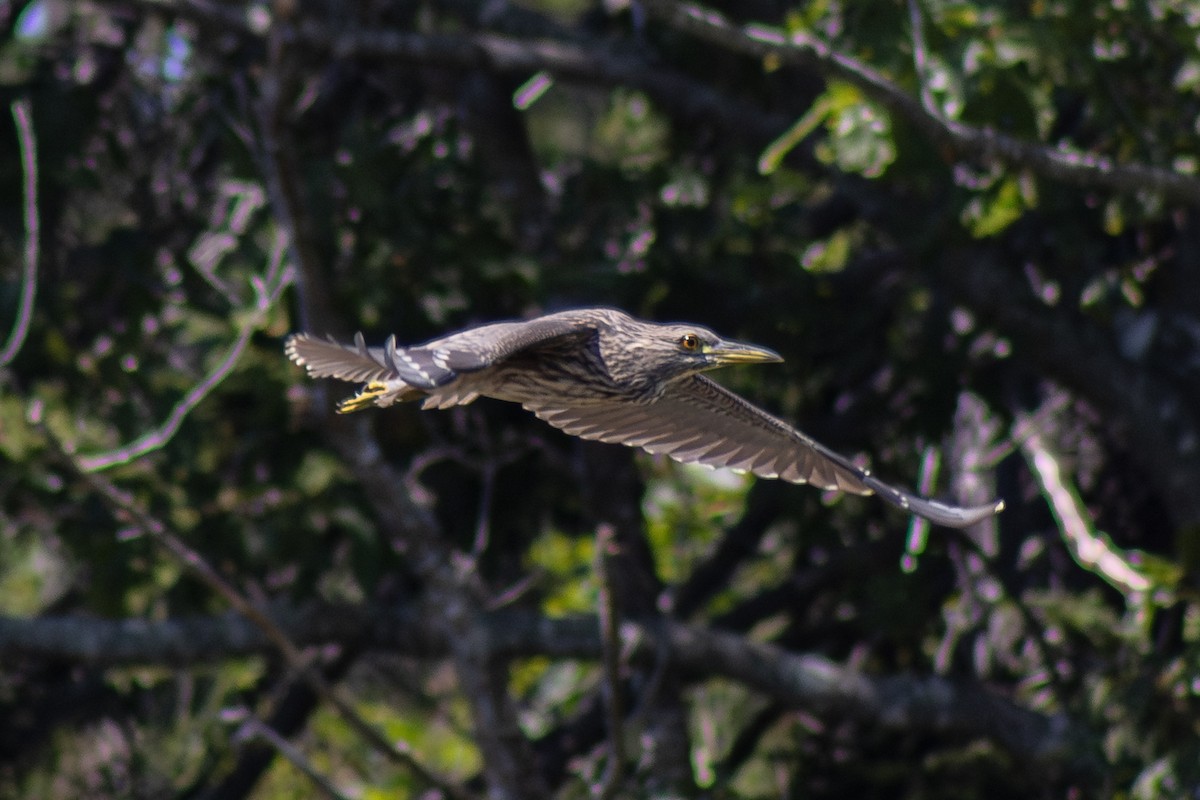Black-crowned Night Heron - ML642841709