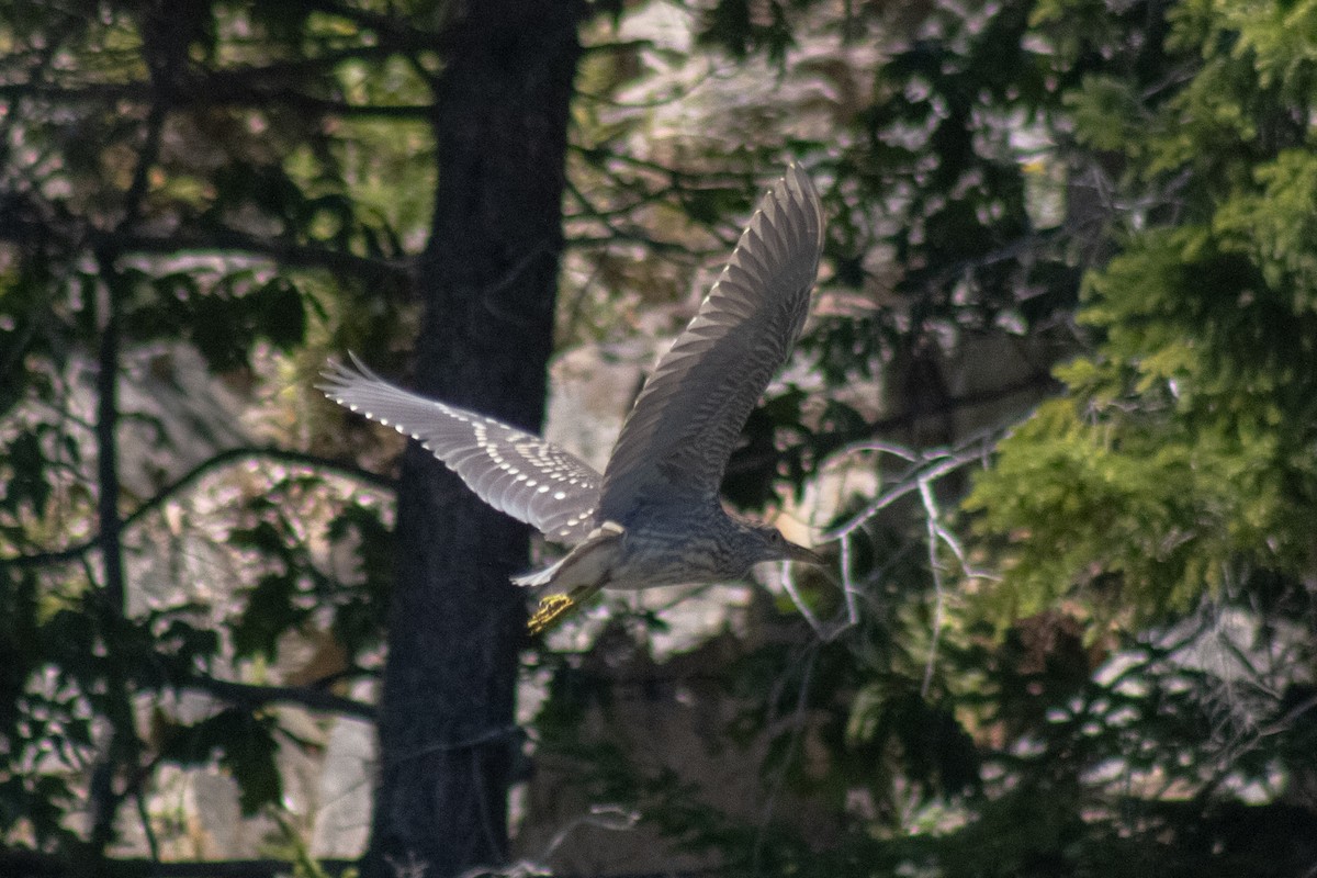Black-crowned Night Heron - ML642841710