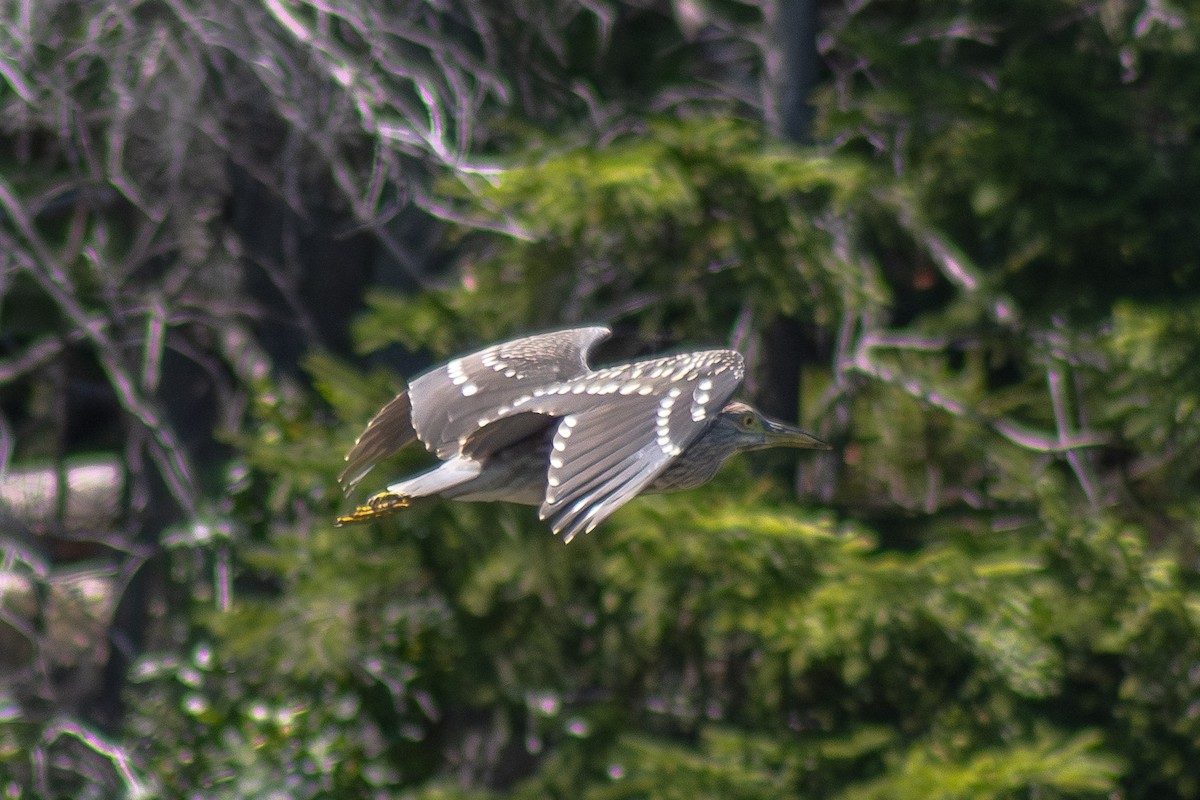 Black-crowned Night Heron - ML642841711
