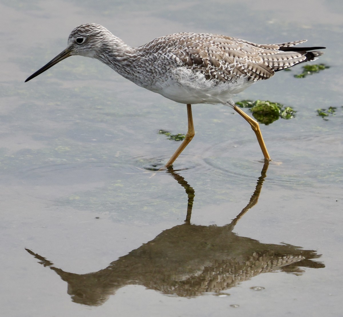 Greater Yellowlegs - ML642841713
