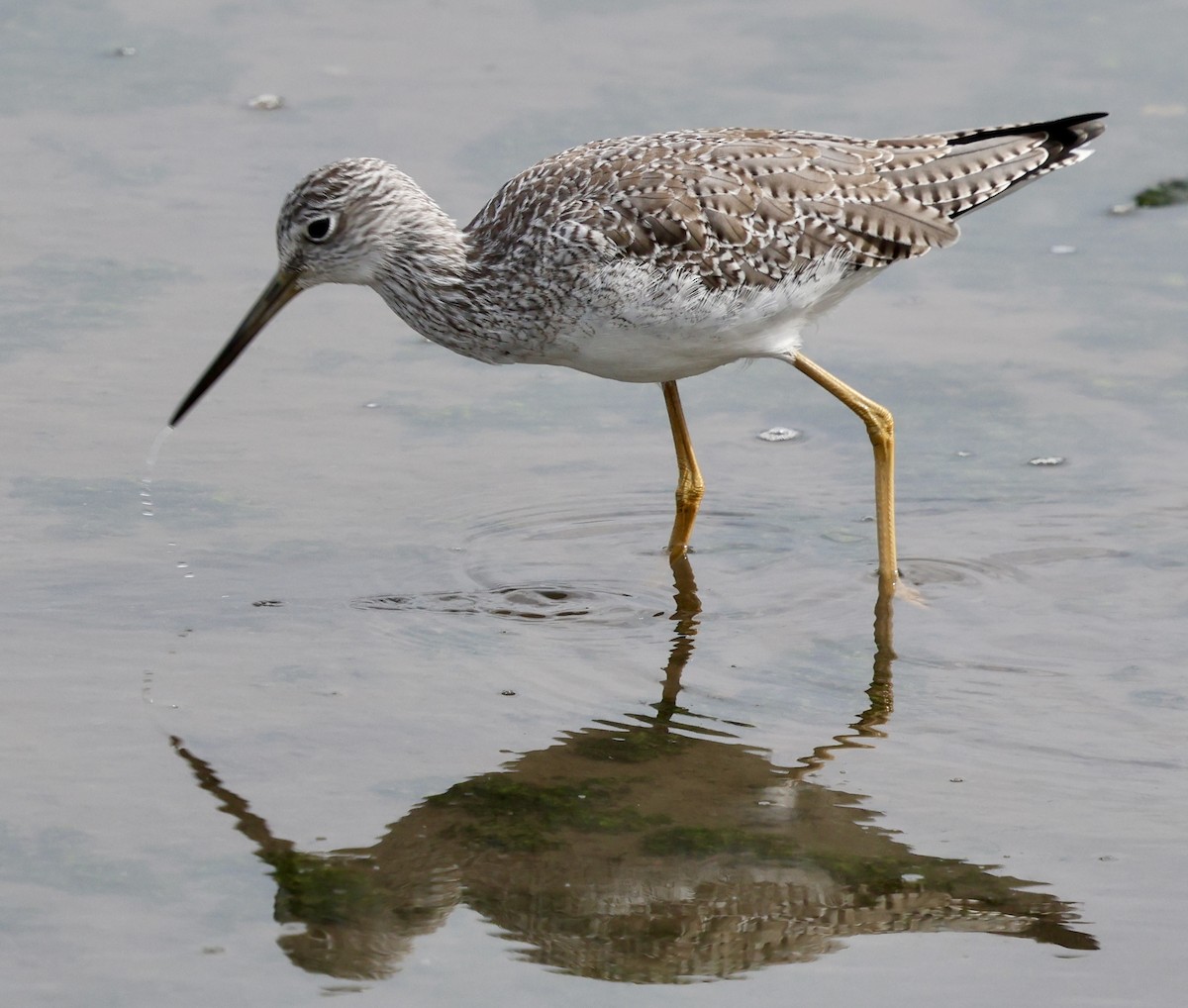 Greater Yellowlegs - ML642841714