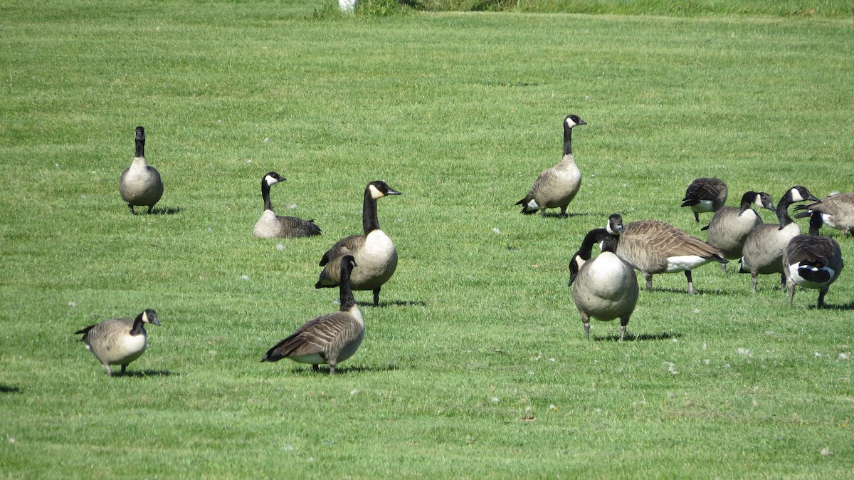 Canada Goose - ML642841715