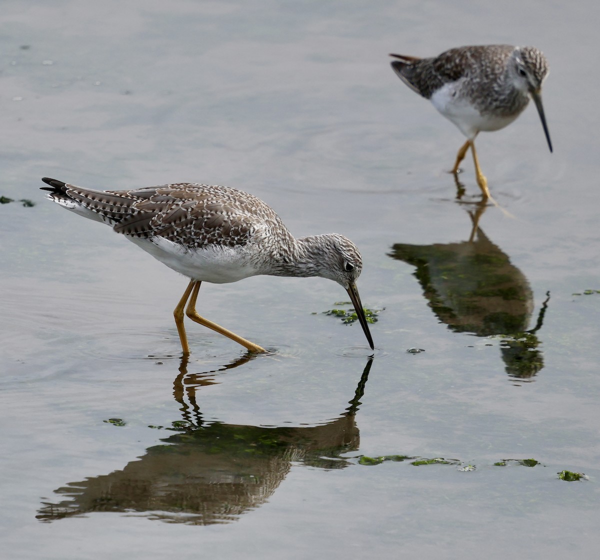 Greater Yellowlegs - ML642841716