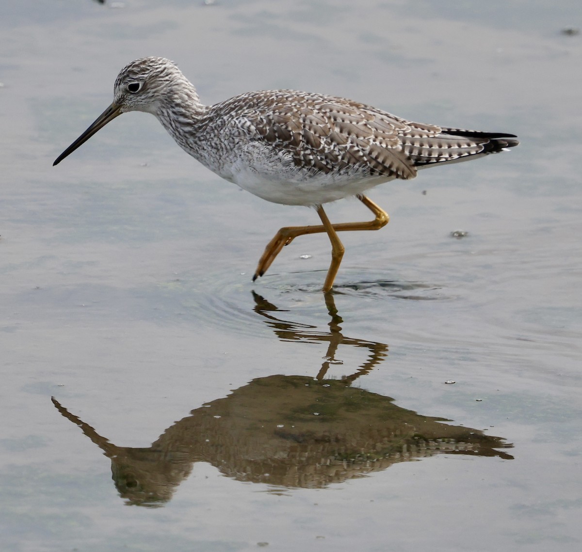 Greater Yellowlegs - ML642841717