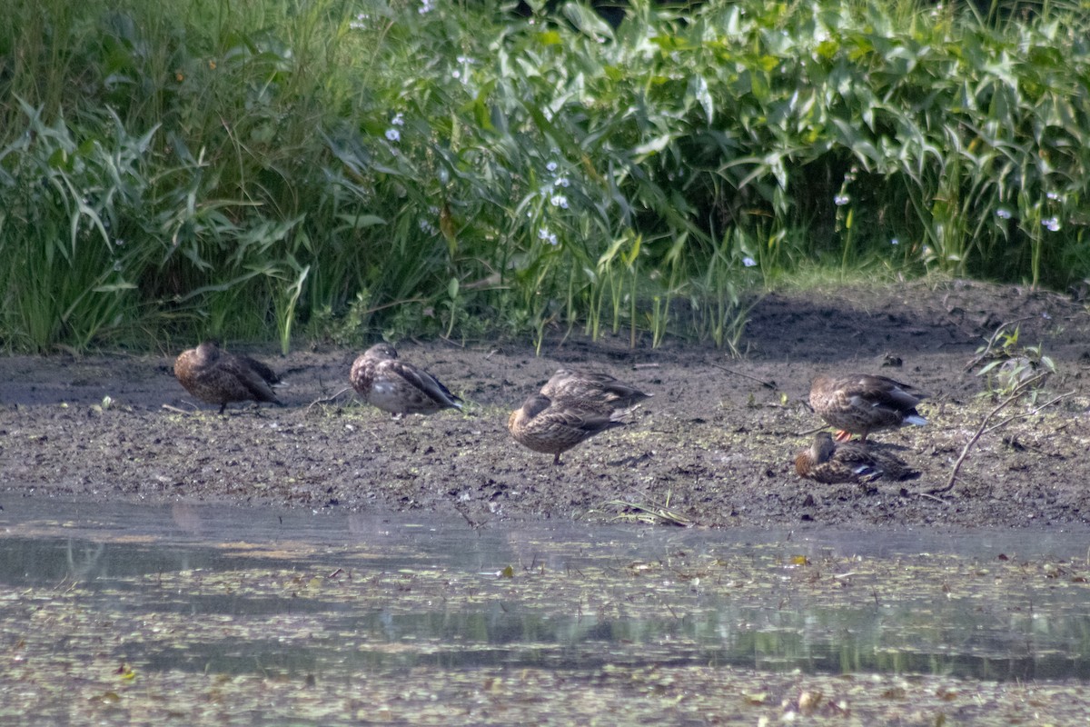 Mallard - ML642841718
