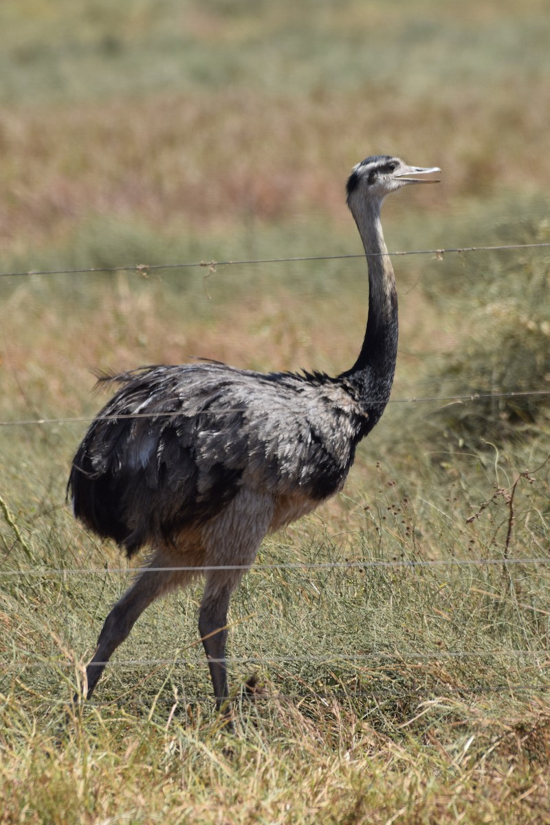 Greater Rhea - ML642841720