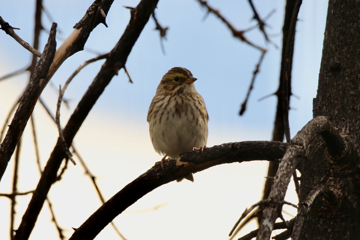 Savannah Sparrow (Savannah) - ML642841721