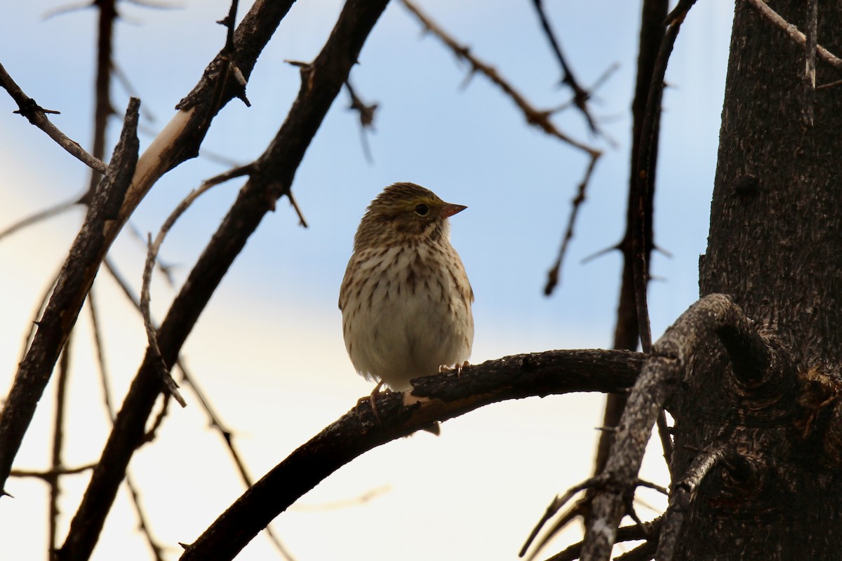 Savannah Sparrow (Savannah) - ML642841722