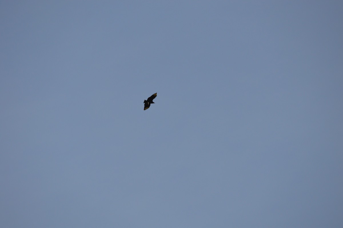 Black Vulture - ML642841723