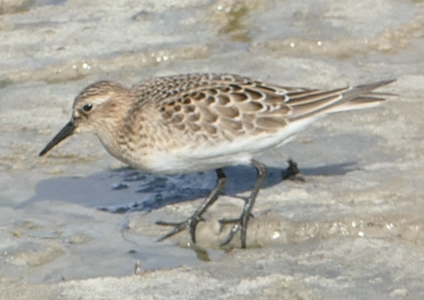Baird's Sandpiper - ML642841724
