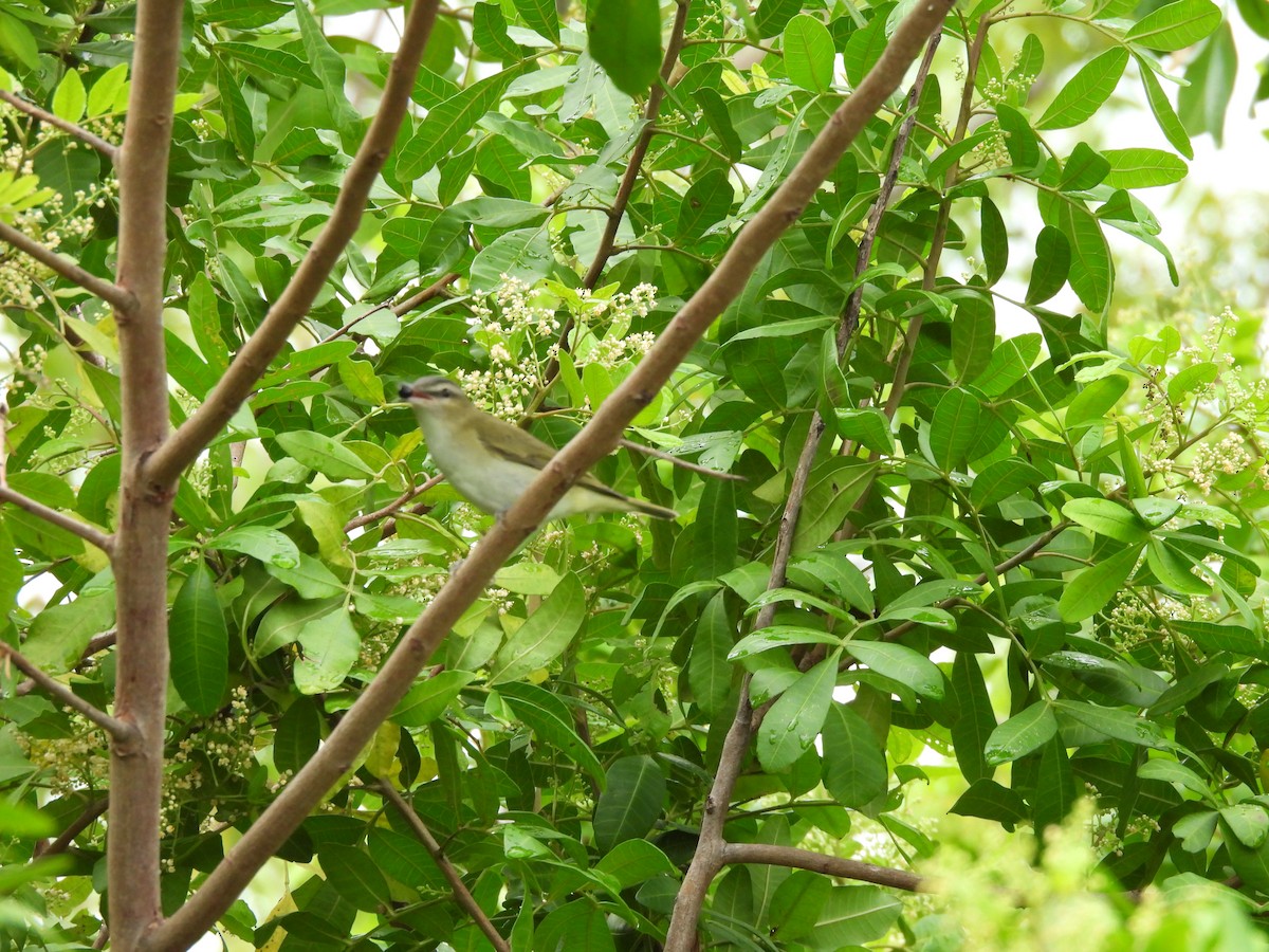 Red-eyed Vireo - ML642841725