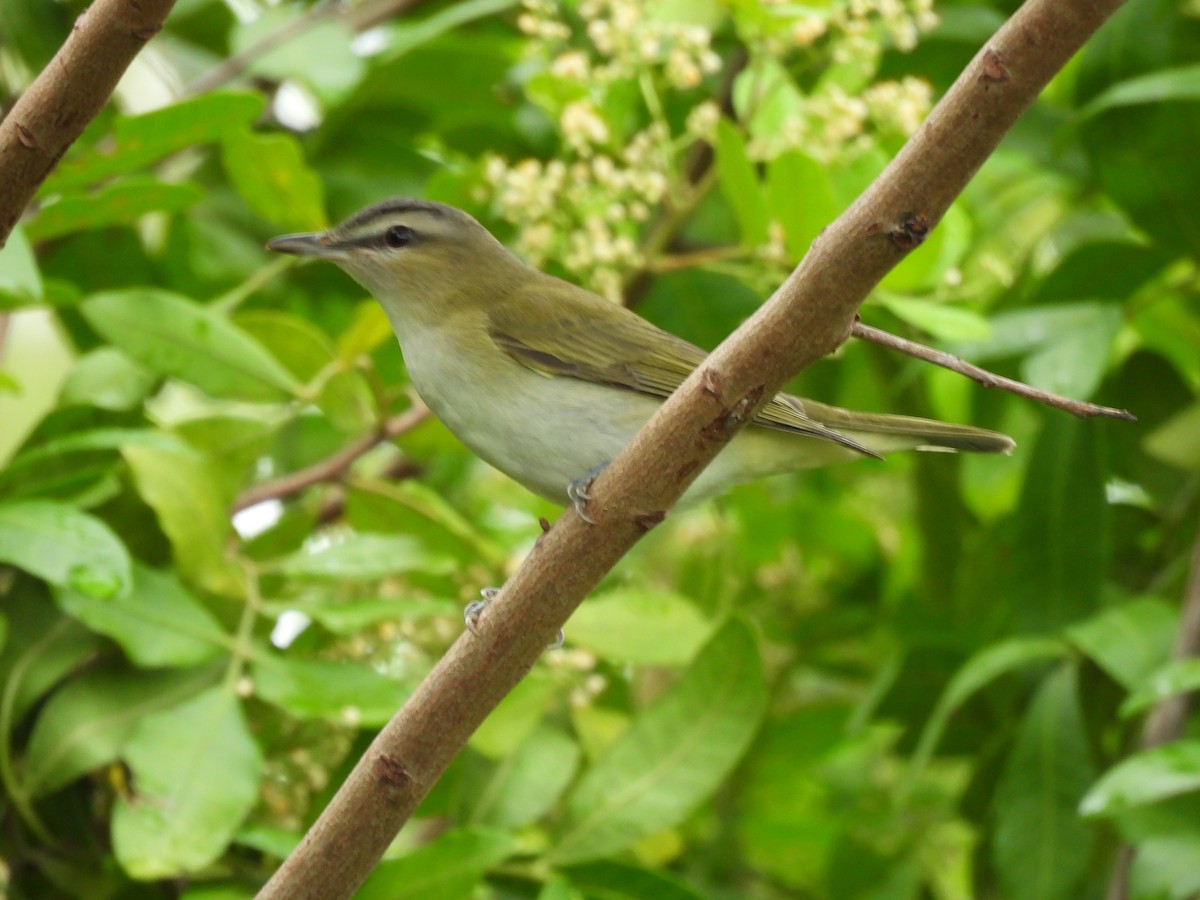 Red-eyed Vireo - ML642841726