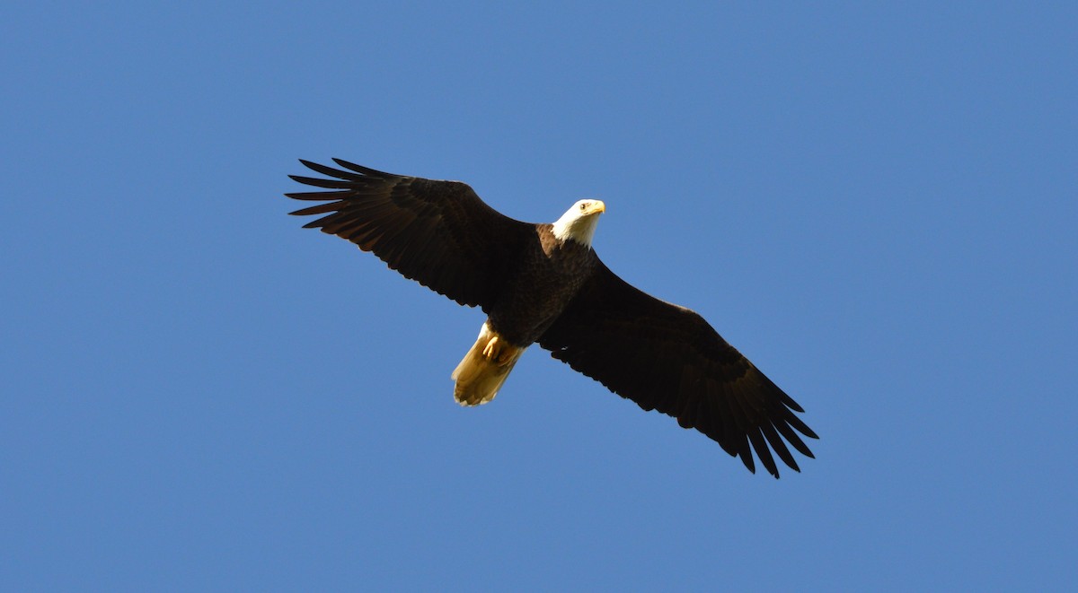 Bald Eagle - ML642841727