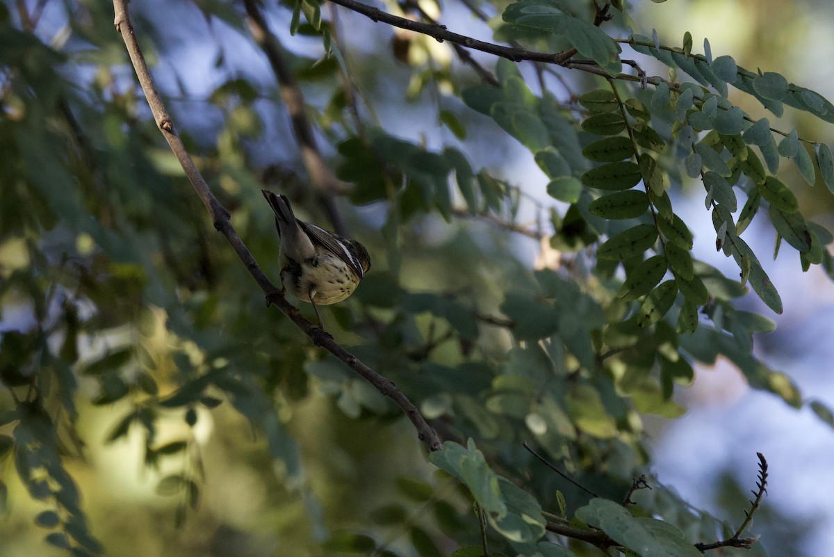 Blackburnian Warbler - ML642841728