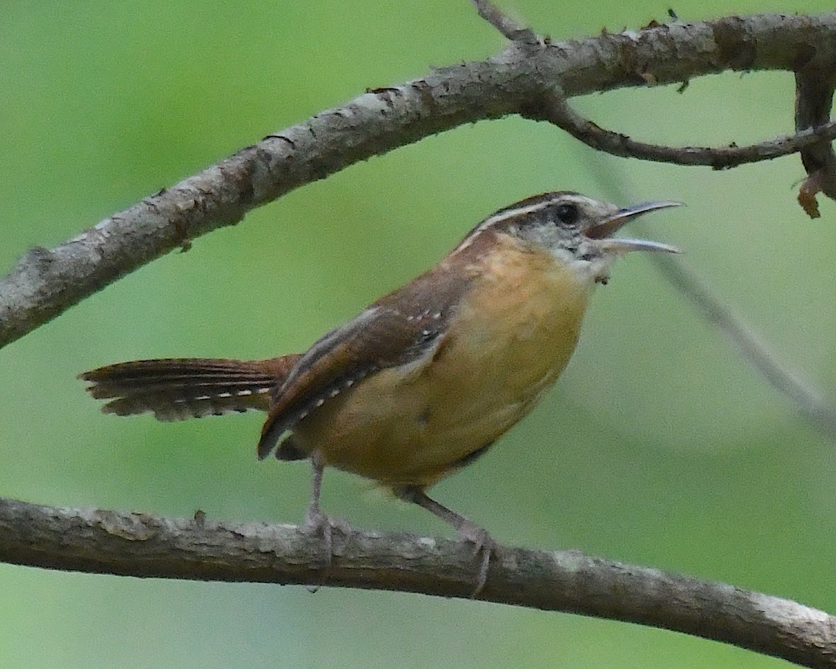 Carolina Wren - ML642841729
