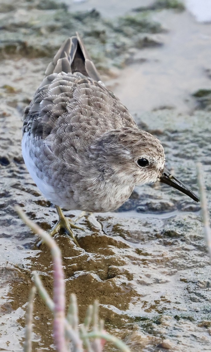 Least Sandpiper - ML642841730