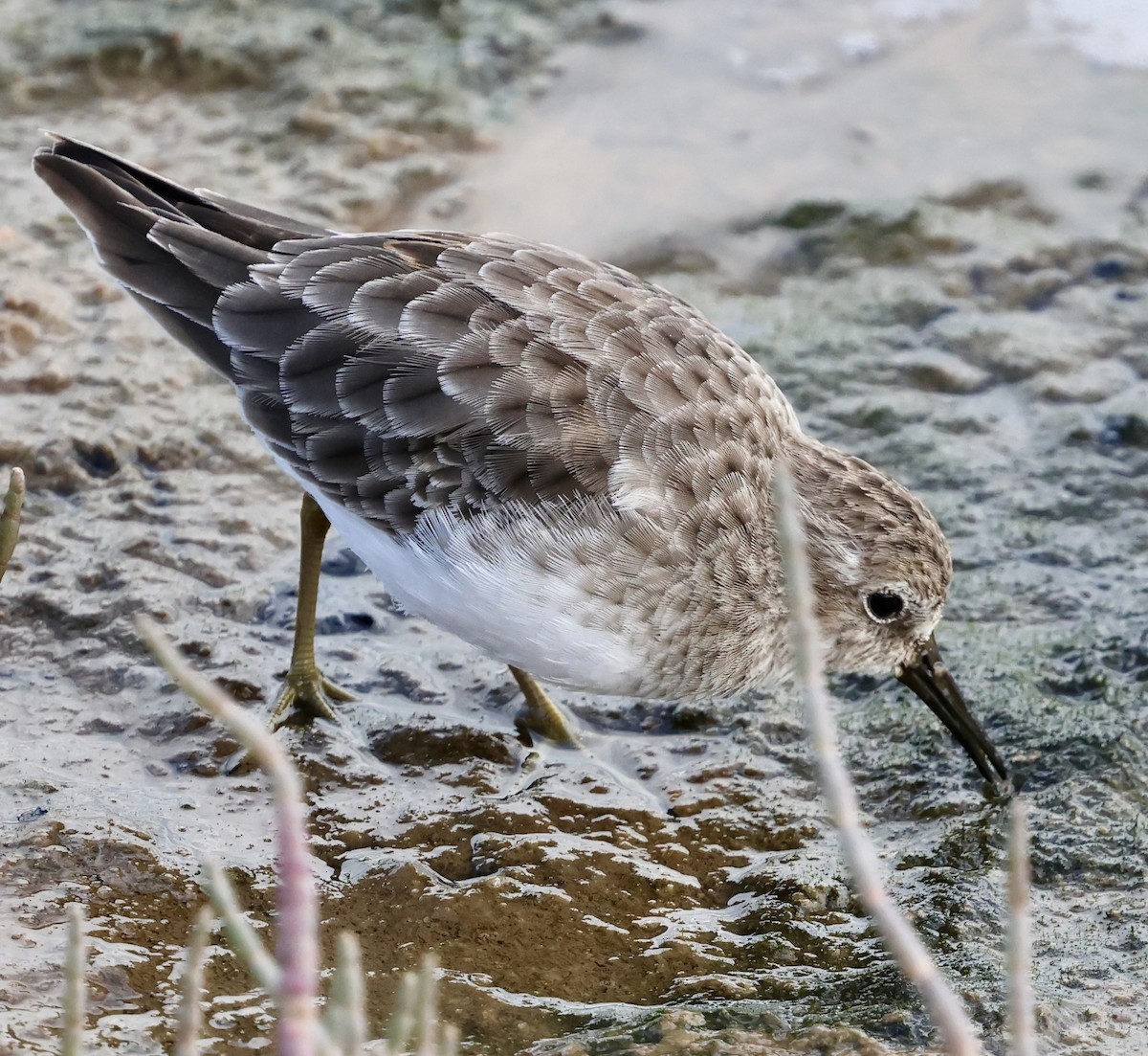 Least Sandpiper - ML642841731
