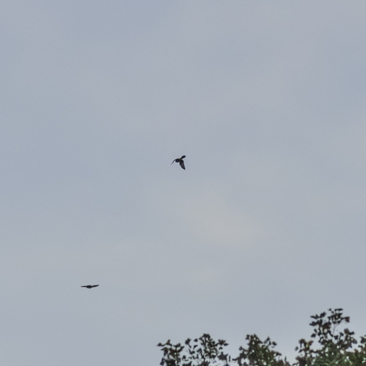 Cooper's Hawk - ML642841732