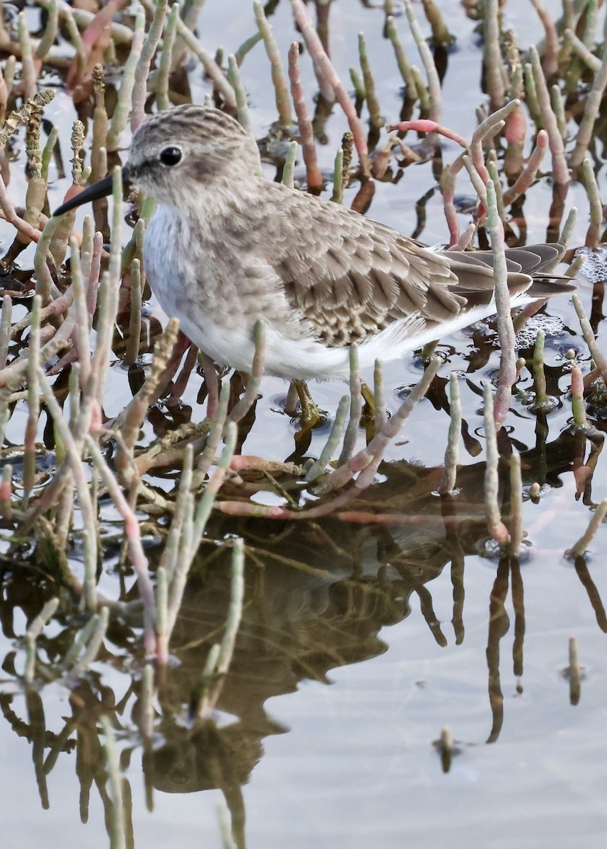 Least Sandpiper - ML642841733