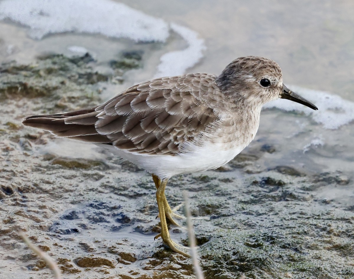 Least Sandpiper - ML642841734
