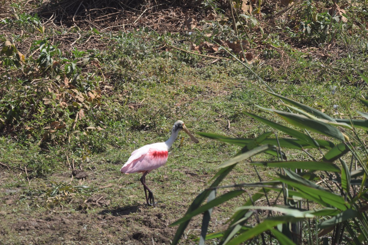 Roseate Spoonbill - ML642841737
