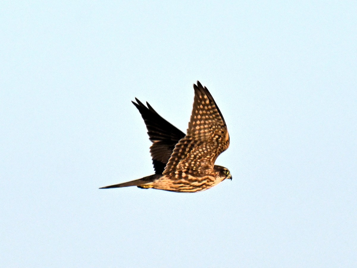 Merlin - ML642841740