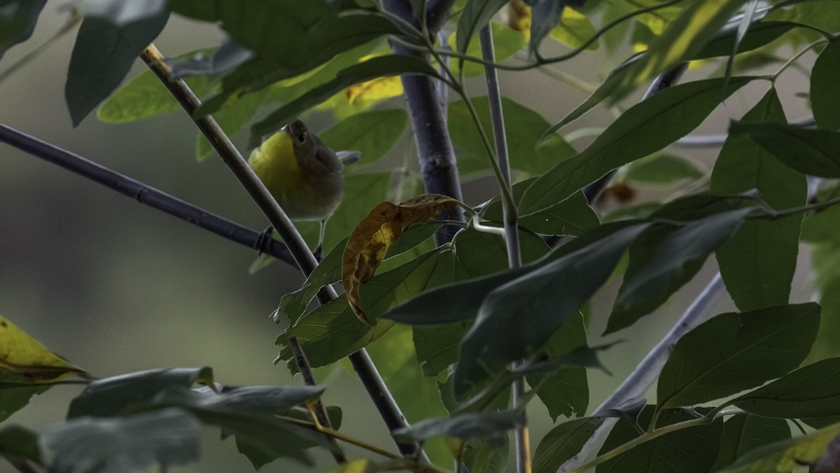 Common Yellowthroat - ML642841745