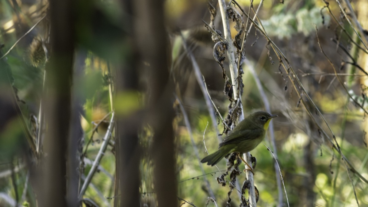 Common Yellowthroat - ML642841746