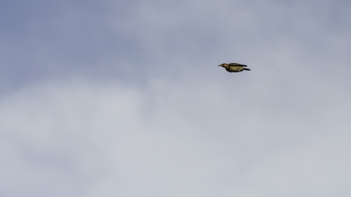 Northern Flicker - ML642841748
