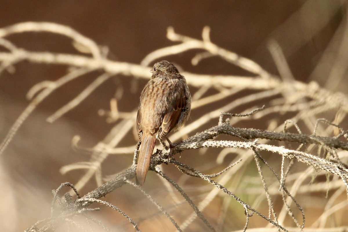 Song Sparrow (montana/merrilli) - ML642841750