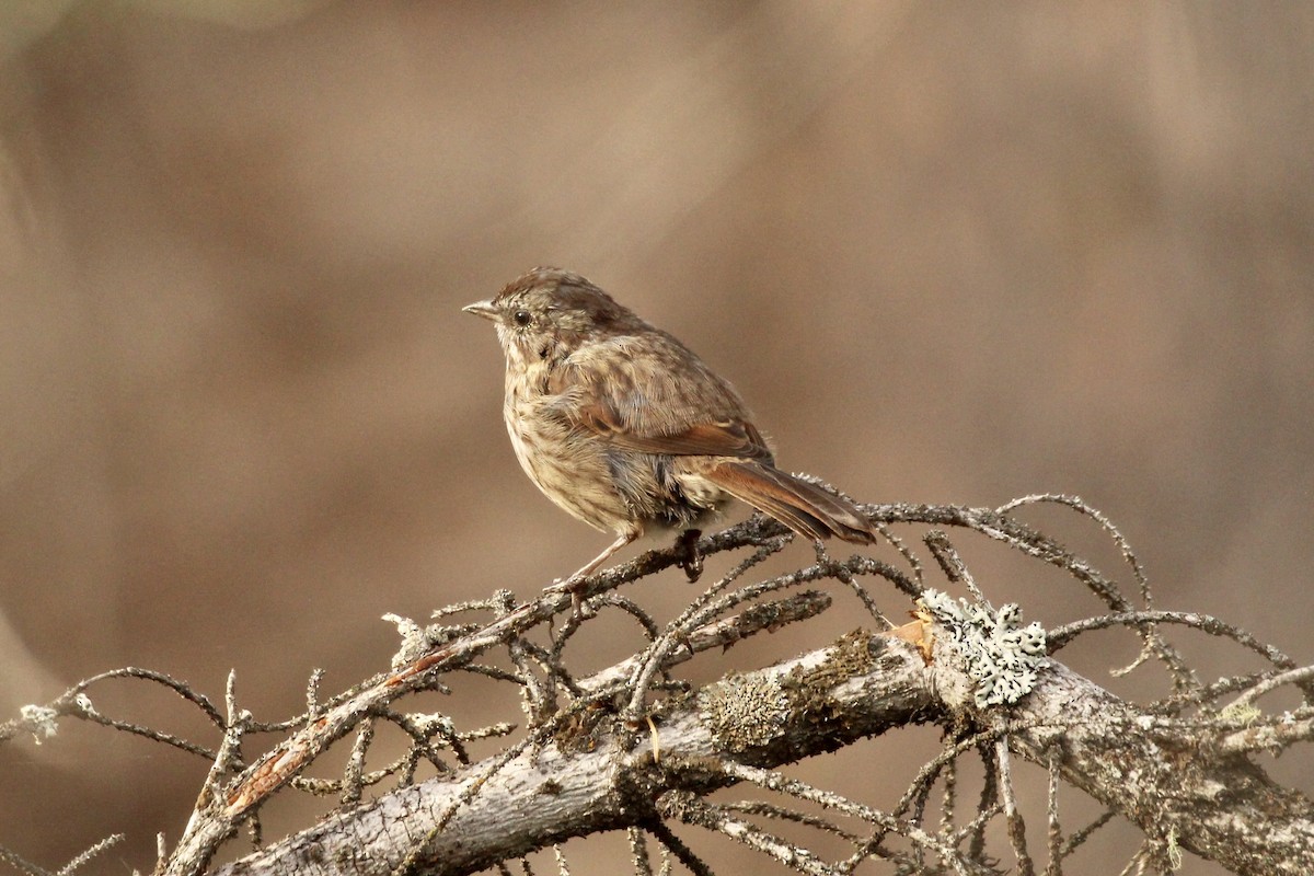 Song Sparrow (montana/merrilli) - ML642841751