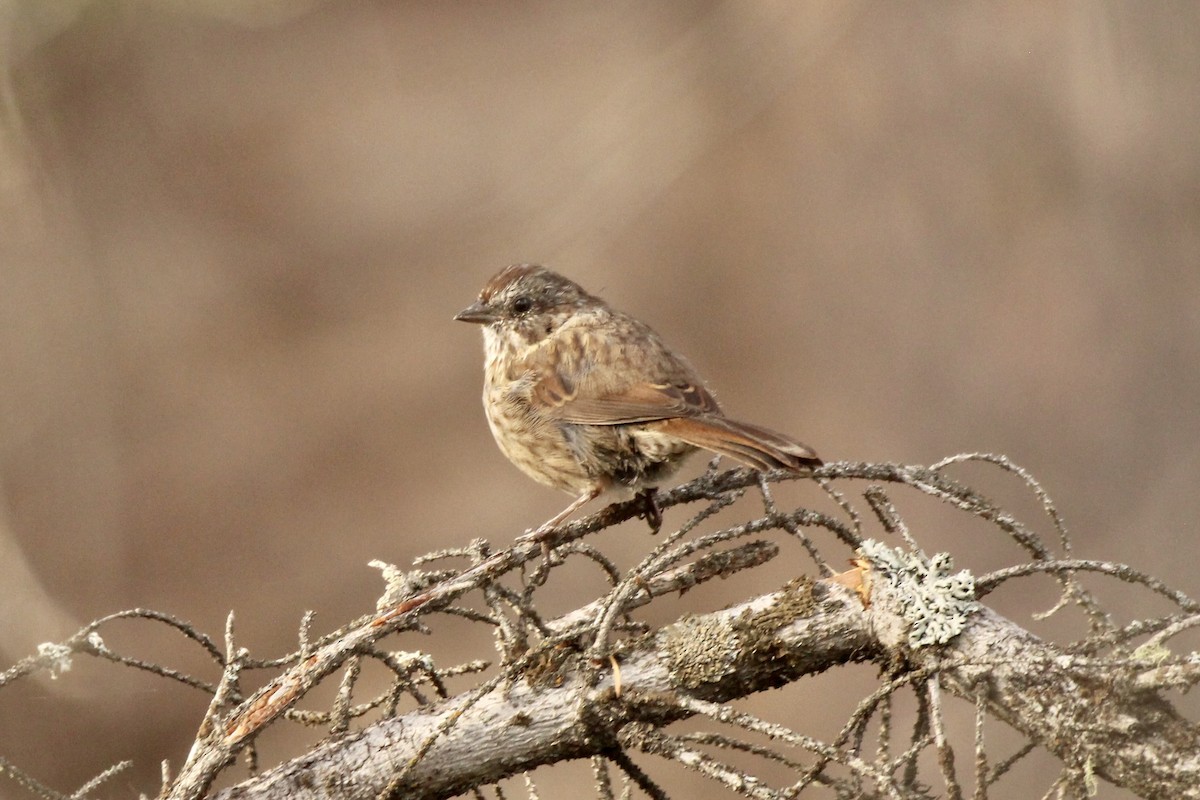Song Sparrow (montana/merrilli) - ML642841752