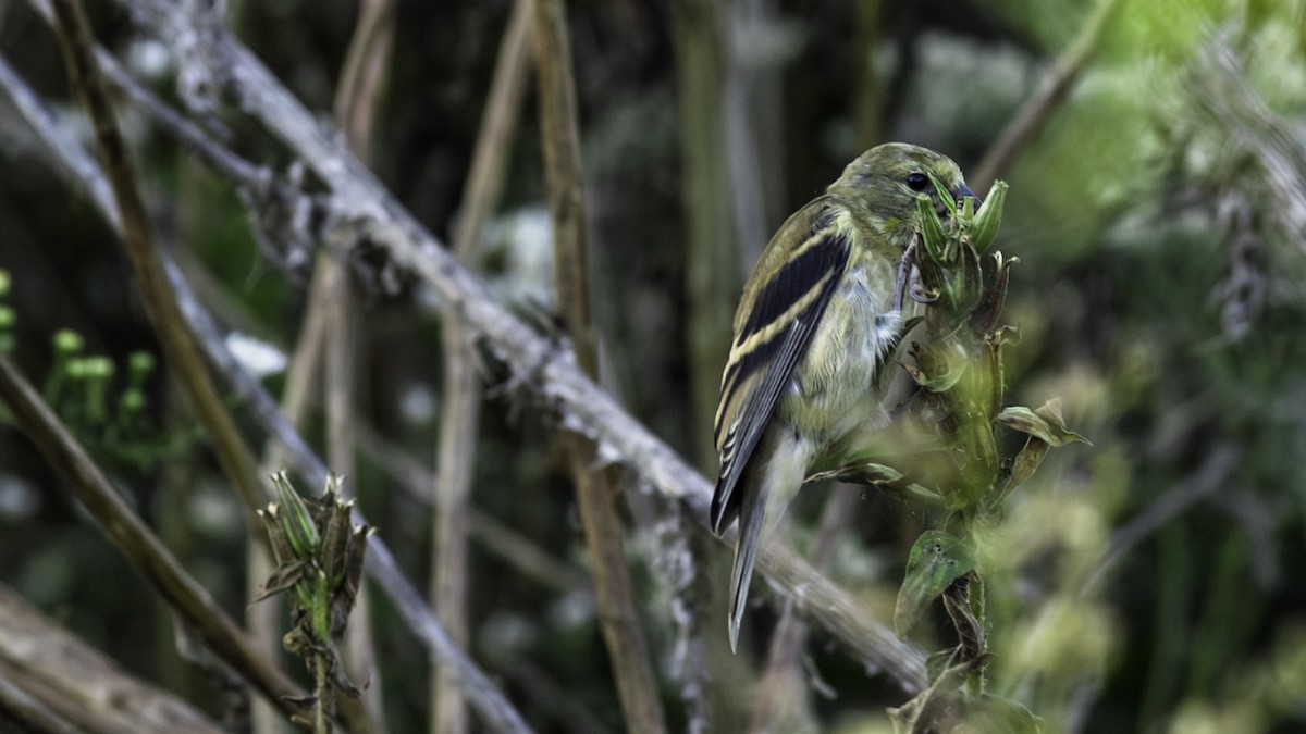 American Goldfinch - ML642841753