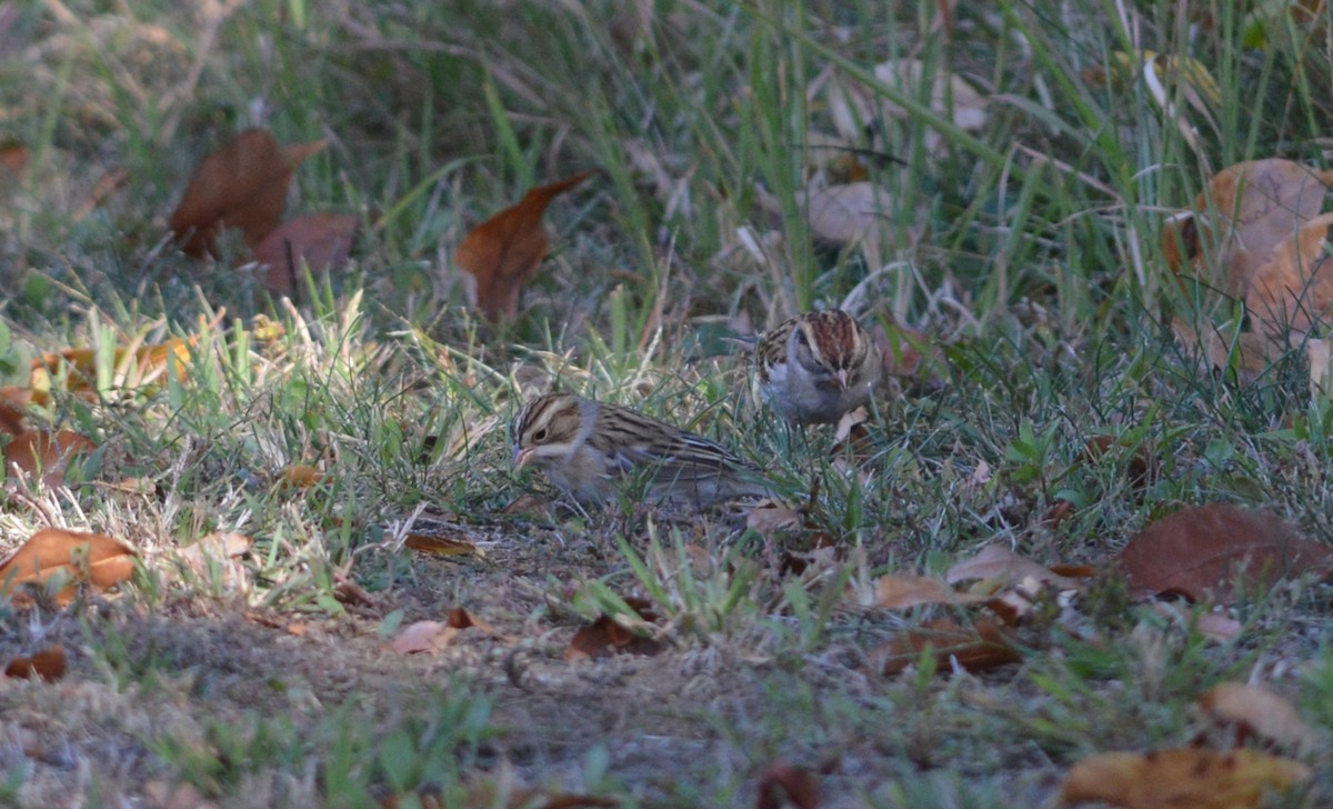 Clay-colored Sparrow - ML642841755