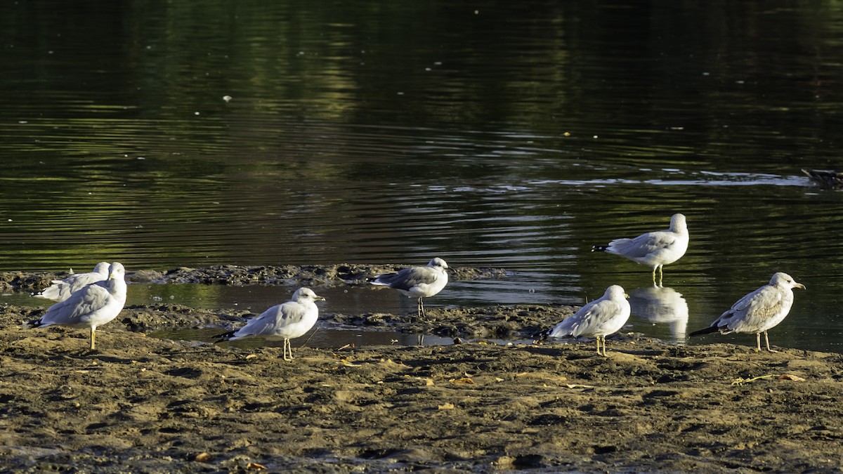 Laughing Gull - ML642841759