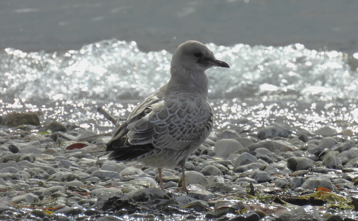 Short-billed Gull - ML642841760