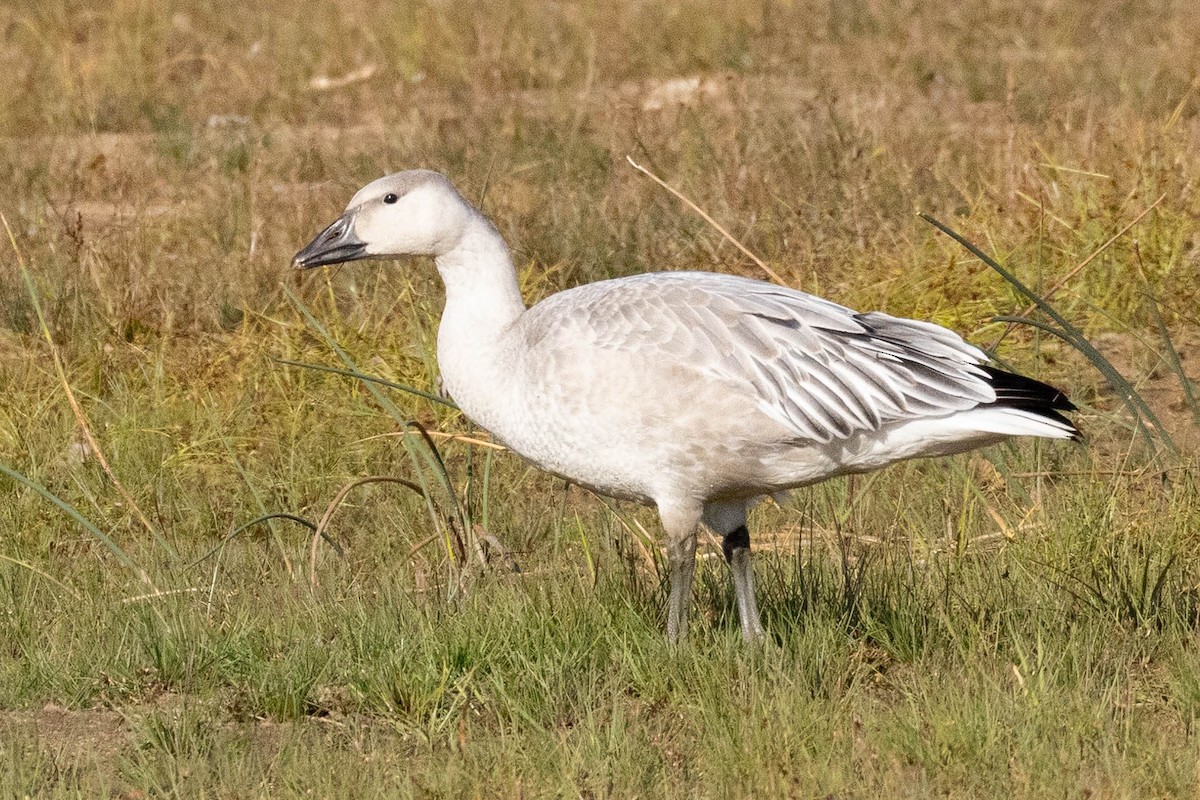 Snow Goose - ML642841761
