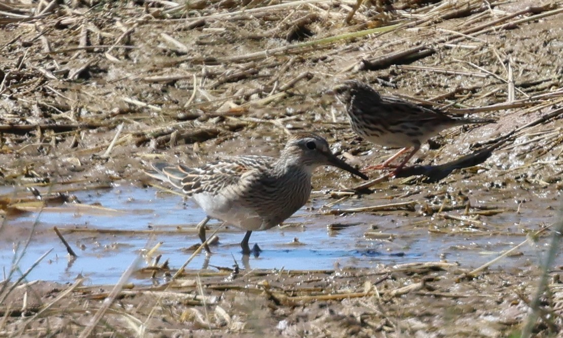 Pectoral Sandpiper - ML642841768
