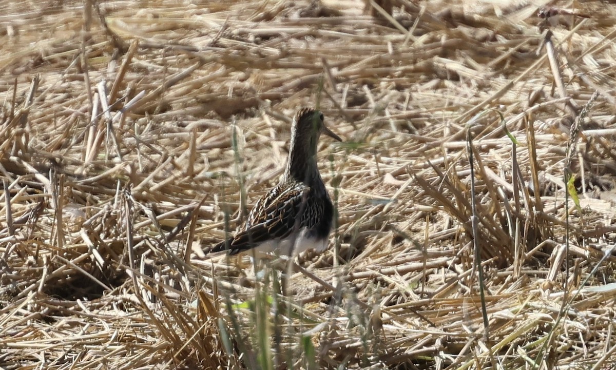 Pectoral Sandpiper - ML642841769